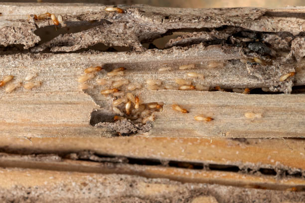 Best Best Pest Control Companies  in Raymond, WI